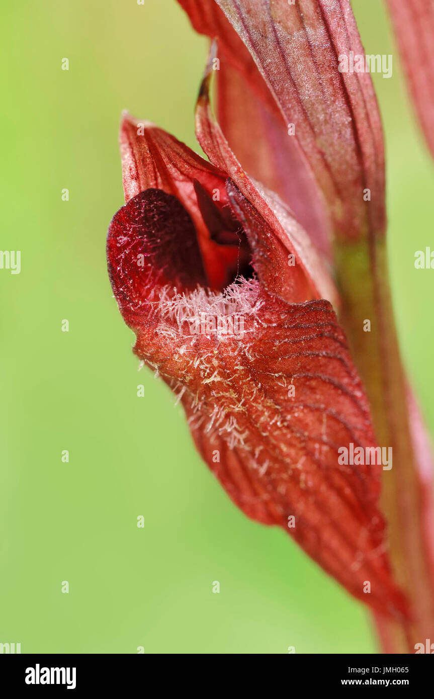 Long-lipped Serapias, Provence, Sud de France / (Serapias vomeracea) | Pflugschar-Zungenstendel, Provence, Suedfrankreich Banque D'Images