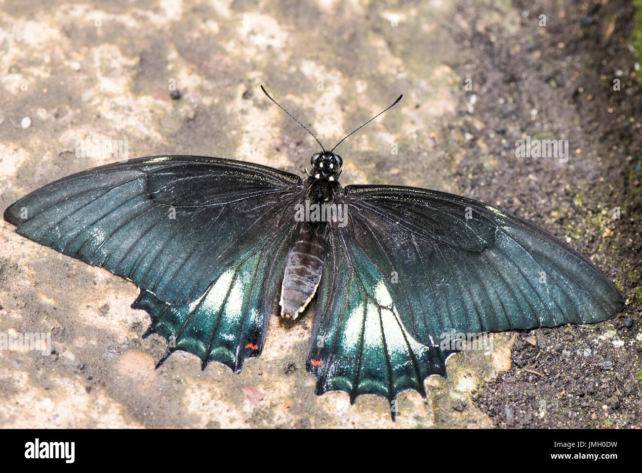 Un mâle American Swallowtail butterfly Banque D'Images