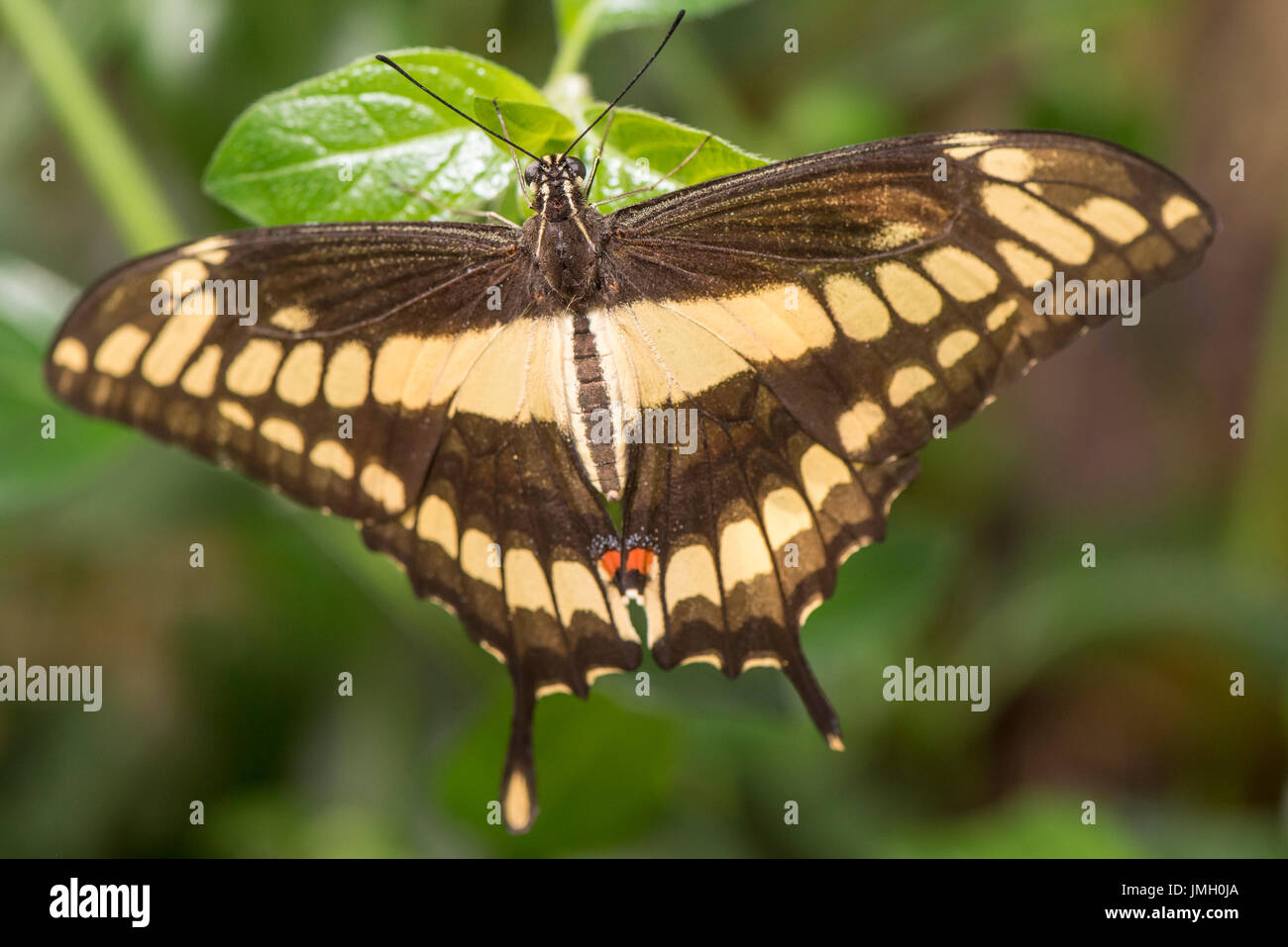 Un adulte Thoas Swallowtail butterfly Banque D'Images