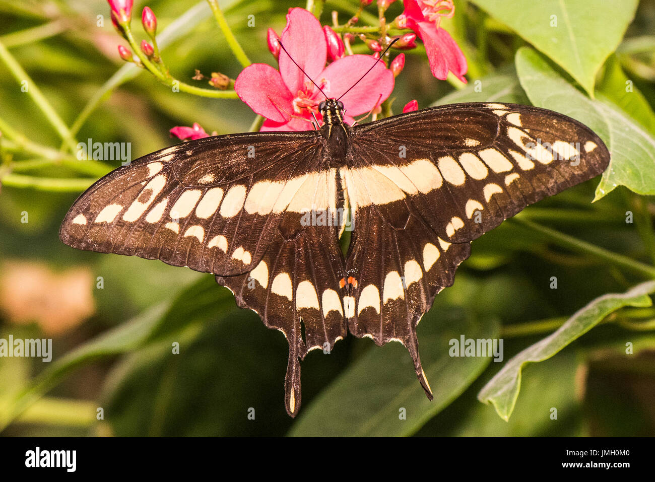 Un porte-queue Thoas adultes alimentation Banque D'Images