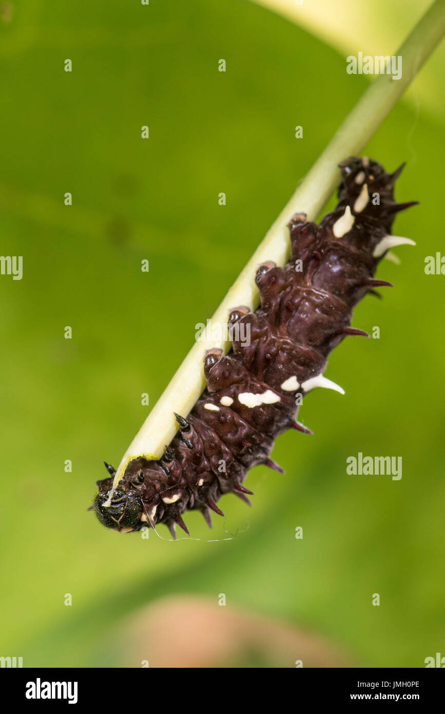 Une larve du papillon Cattleheart Iphidamas Banque D'Images