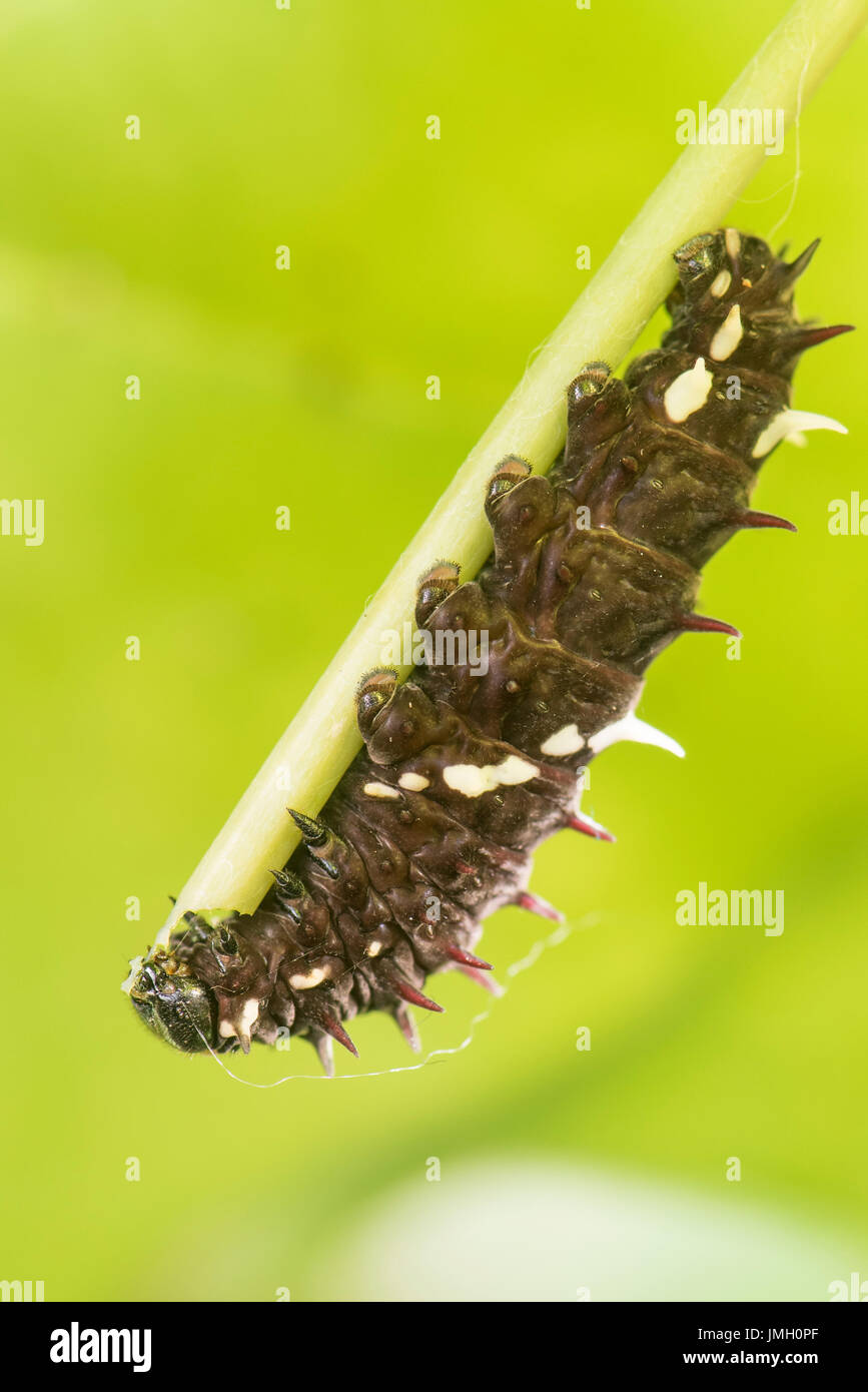 Une larve du papillon Cattleheart Iphidamas Banque D'Images