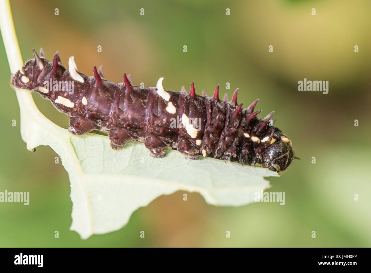 Une larve du papillon Cattleheart Iphidamas Banque D'Images