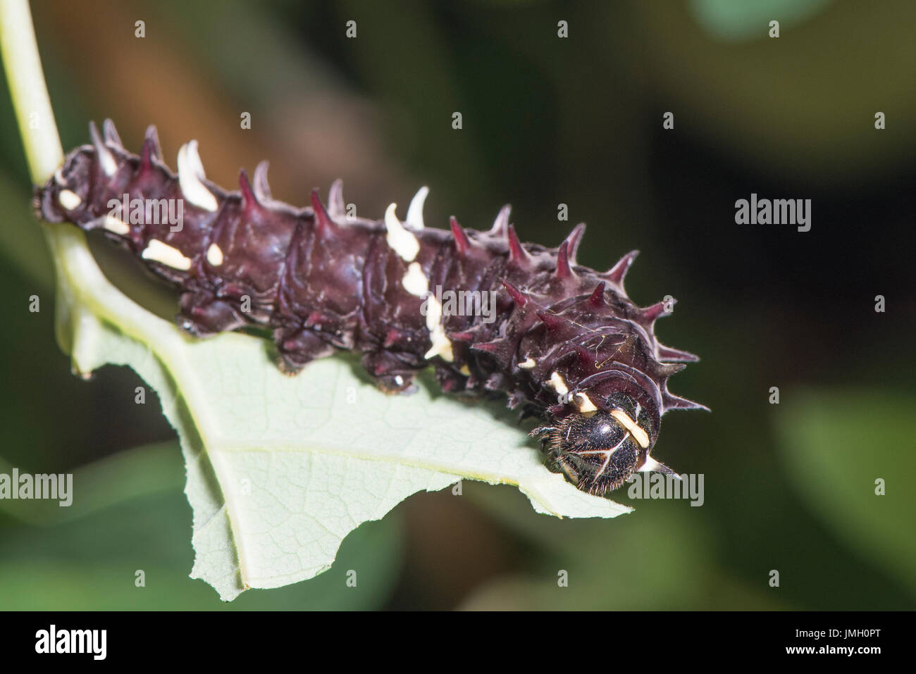 Une larve du papillon Cattleheart Iphidamas Banque D'Images