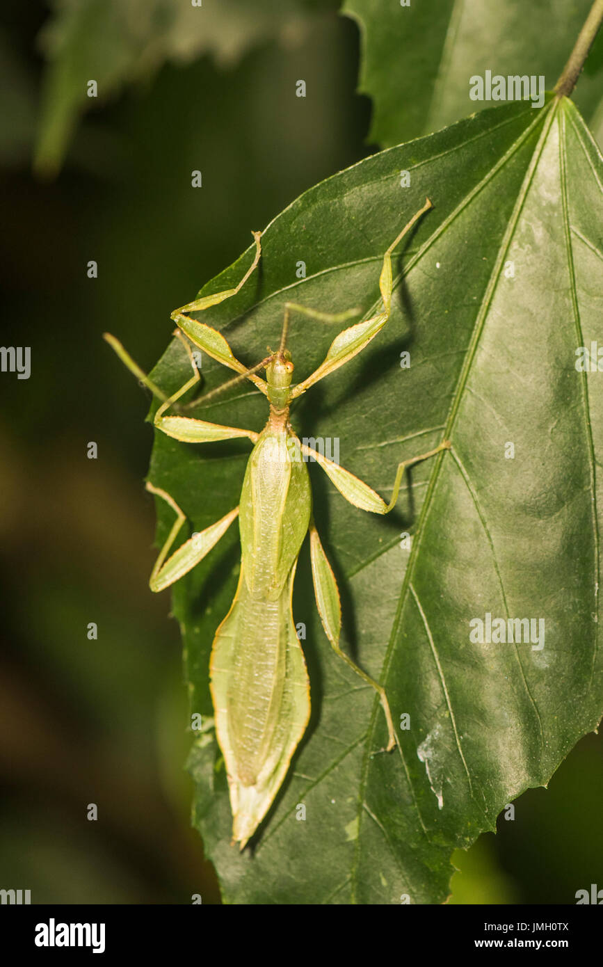 Feuille d'un insecte sur une feuille Banque D'Images