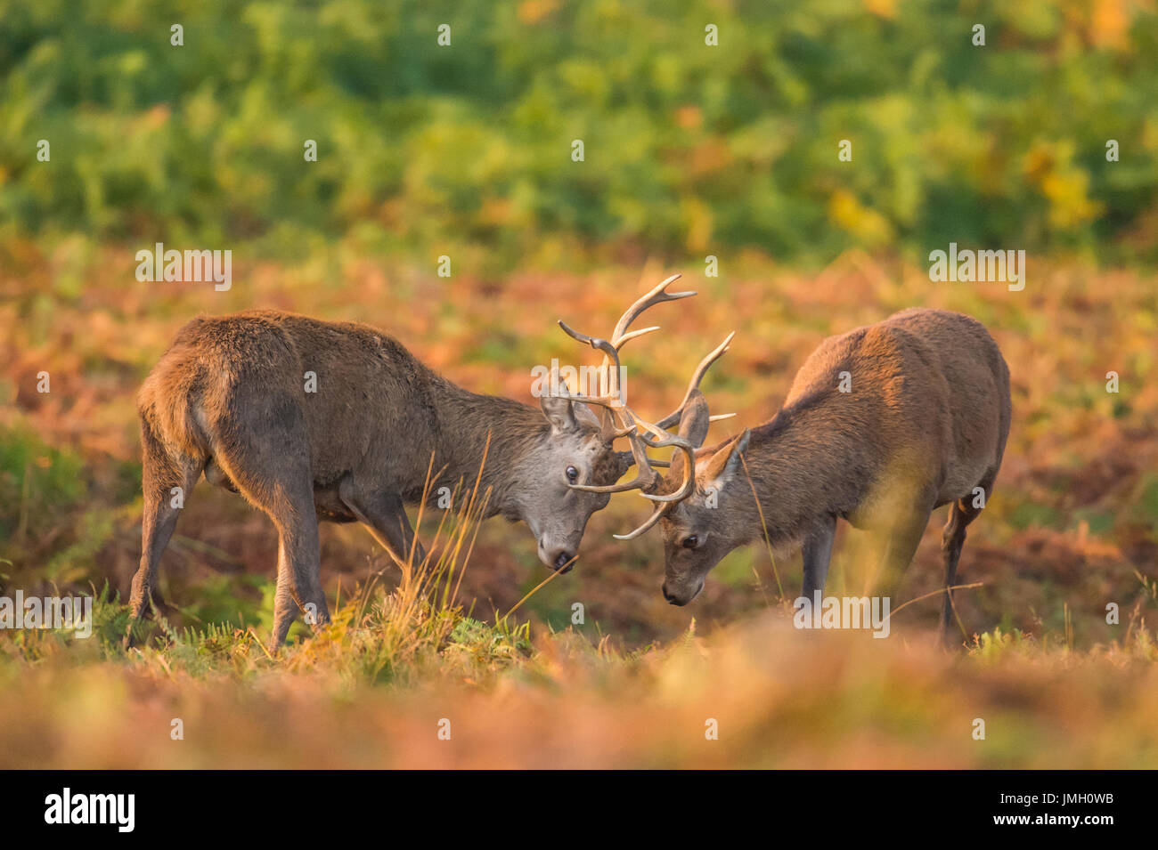 Deux cerfs combats durant la saison du rut Banque D'Images