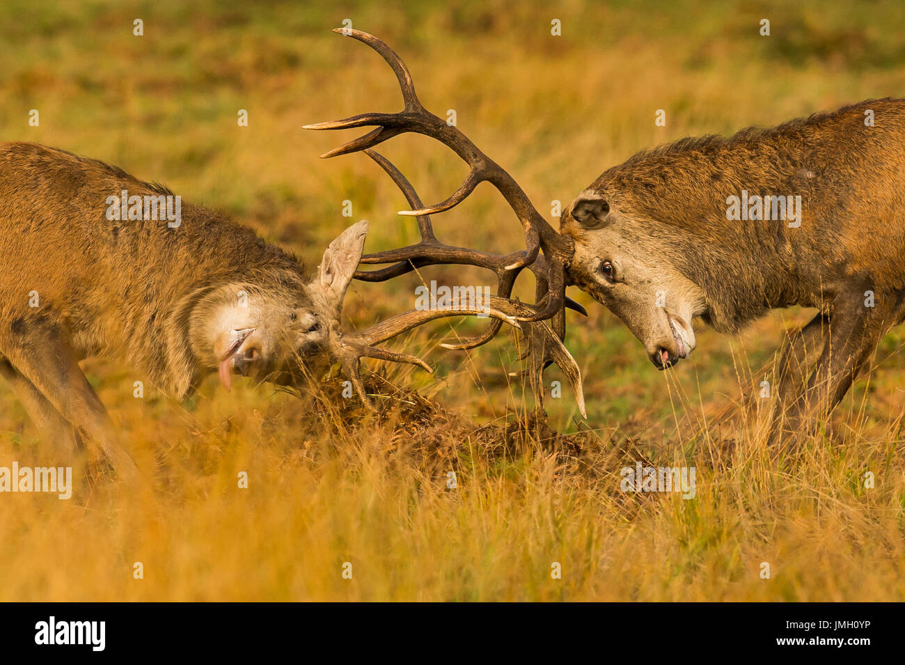 Deux cerfs combats durant la saison du rut Banque D'Images