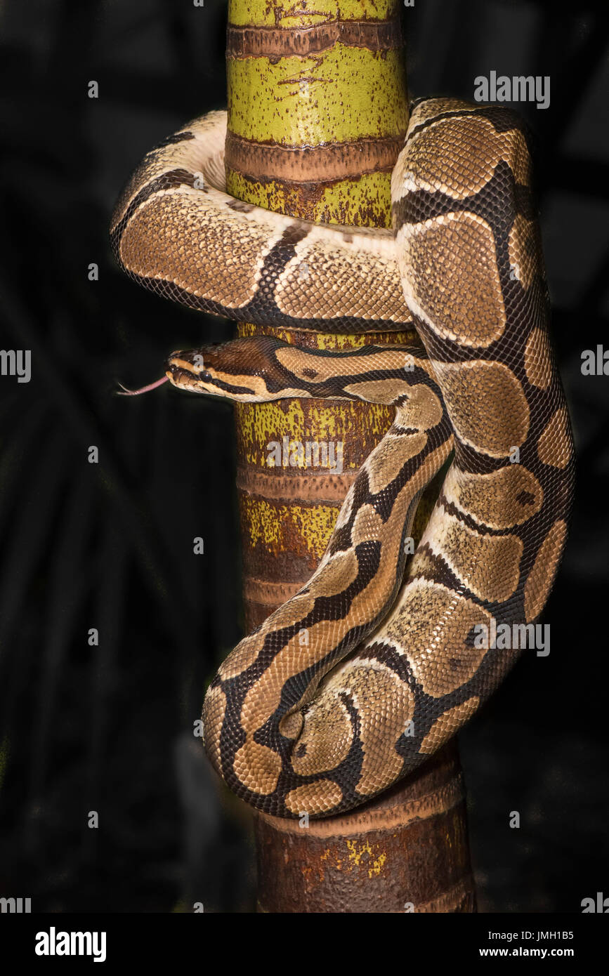 Un Python royal Banque D'Images