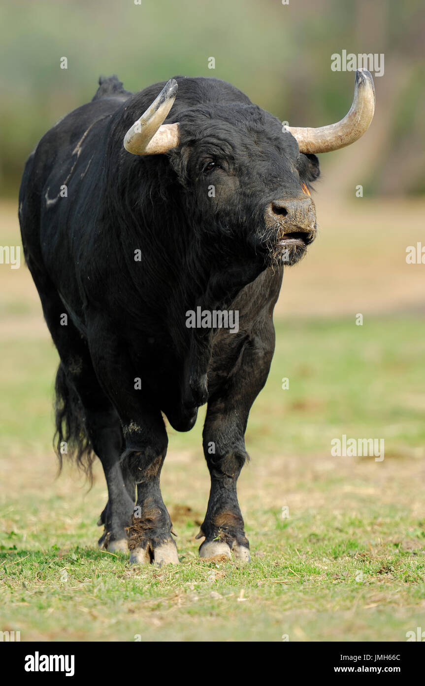 Taureau de Camargue, Camargue, Provence, Sud de France | Camargue-Stier, Camargue, Provence, Suedfrankreich Banque D'Images