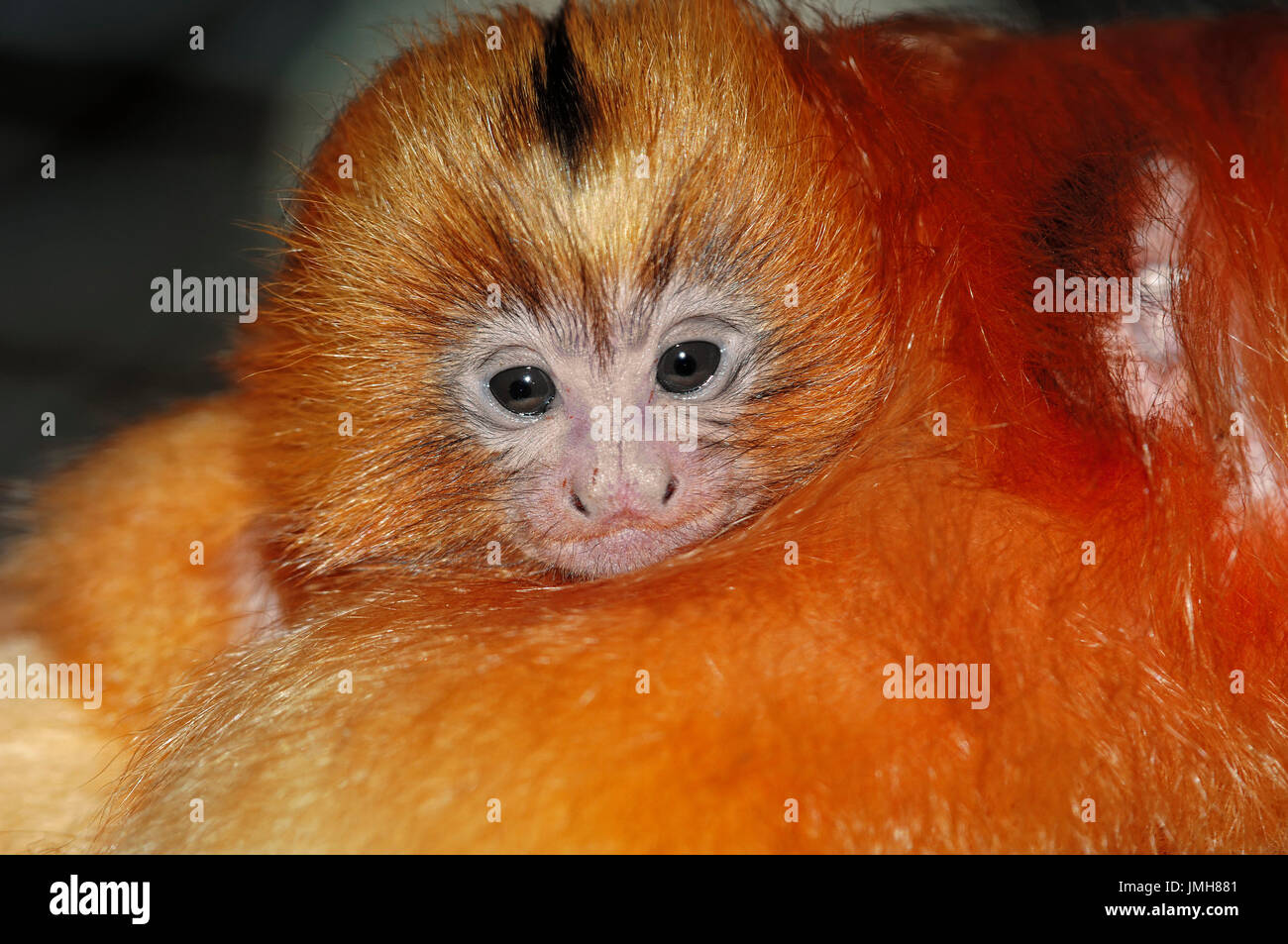 Un Lion Dore Tamarin Avec Bebe Leontopithecus Rosalia Photo Stock Alamy