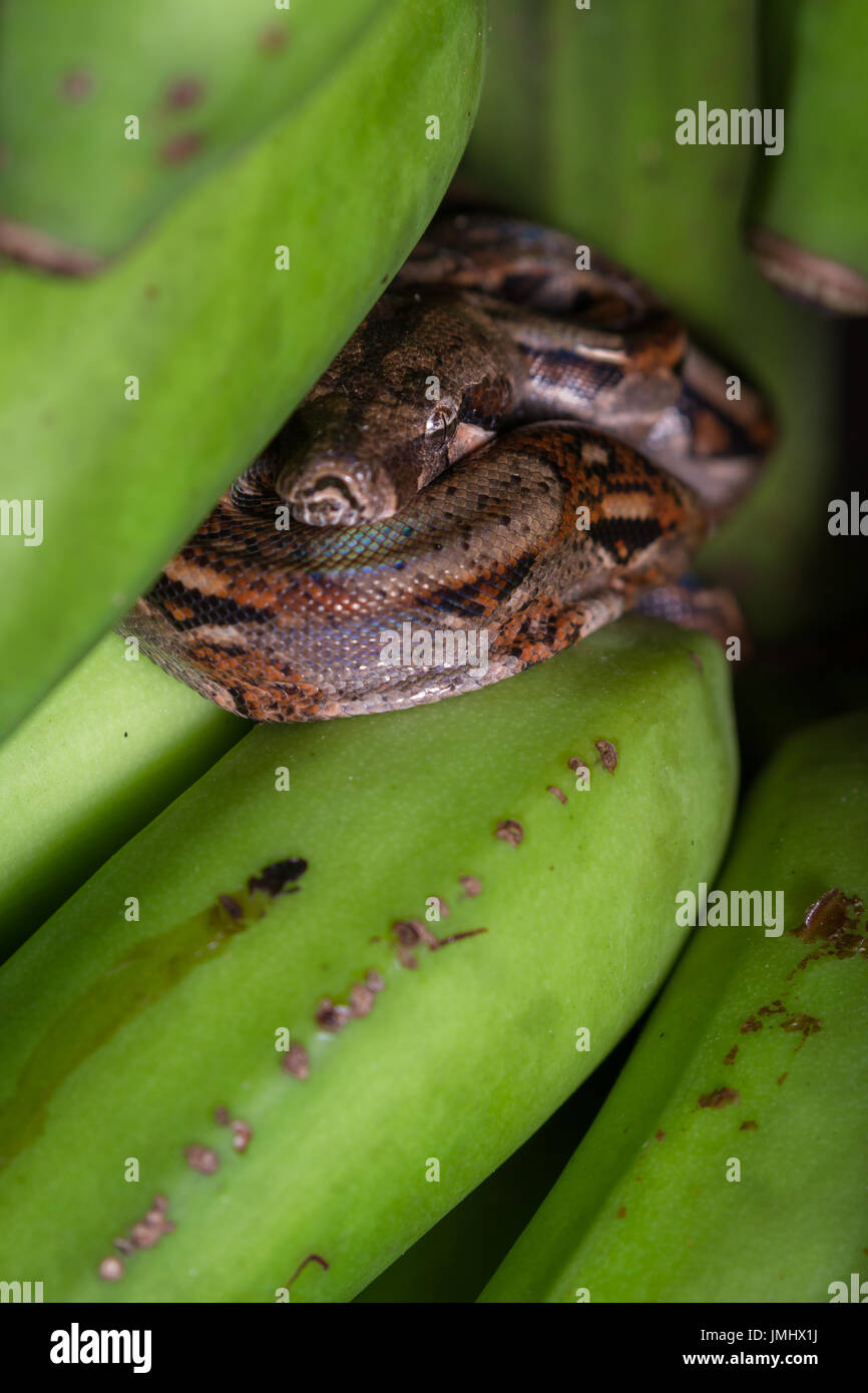 Jeune boa constrictor reposant sur un tas de bananes vertes J'avais juste récolté Banque D'Images