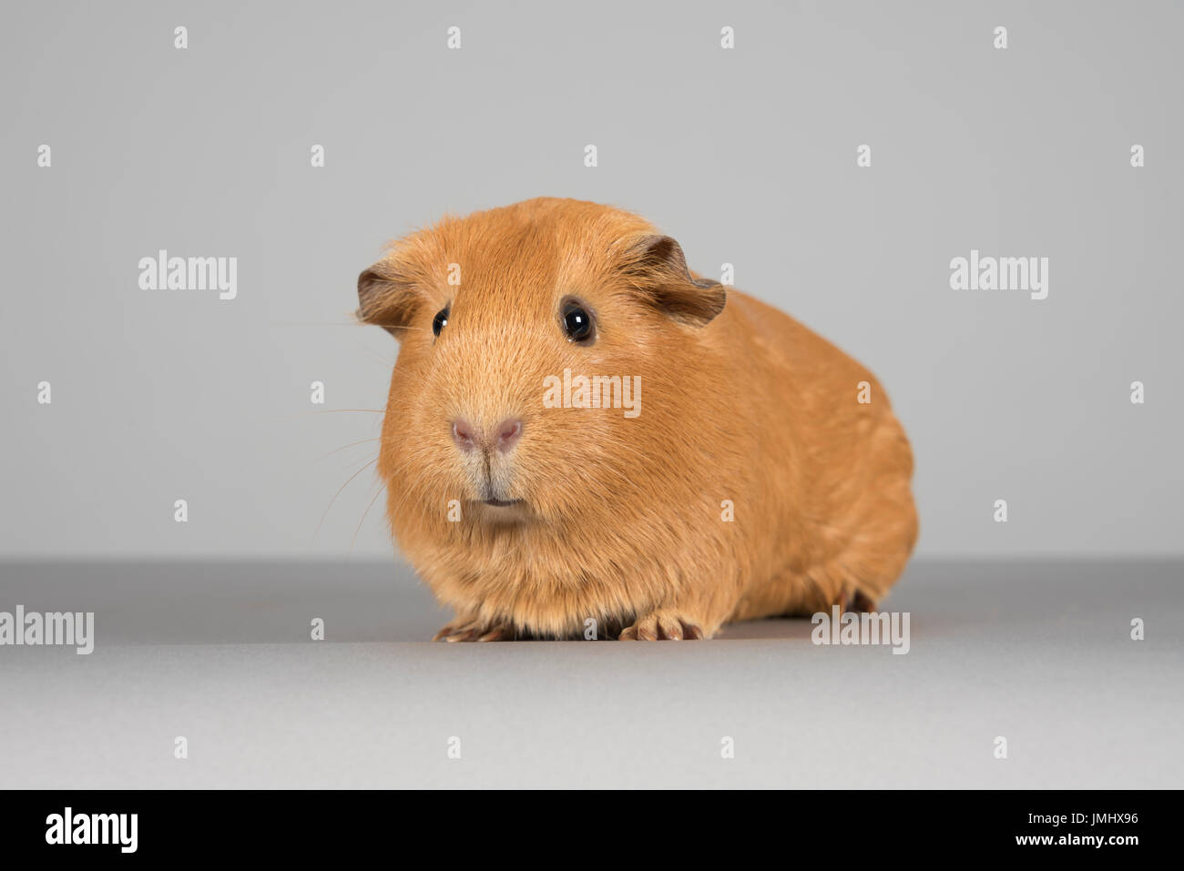 Guinée Pig, Royaume-Uni. Banque D'Images