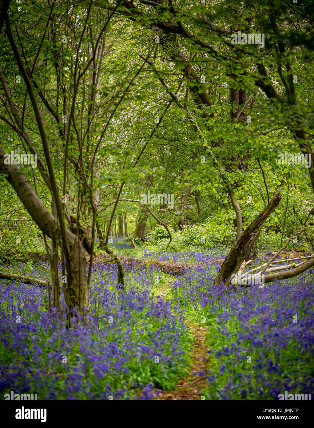 Wild bluebell flowers couvrir le sol de la forêt au printemps en mathématiques, bois près de Bourne, Lincolnshire, Royaume-Uni Banque D'Images