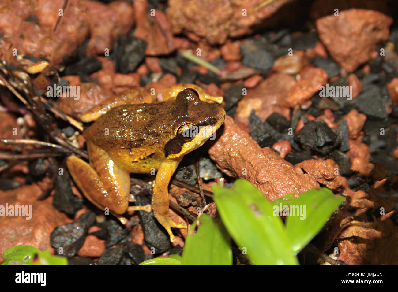 Amboli Leaping Frog Banque D'Images