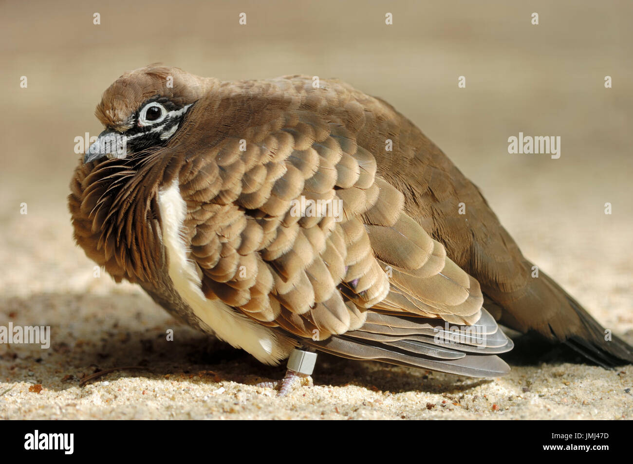 / Pigeon de squatters (Geophaps scripta) | Buchstabentaube / (Geophaps scripta) / Squatter-Taube Banque D'Images