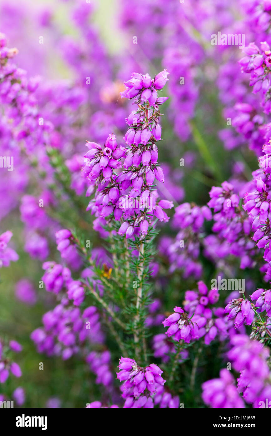 Bruyère cendrée (Erica cinerea) en fleurs Banque D'Images