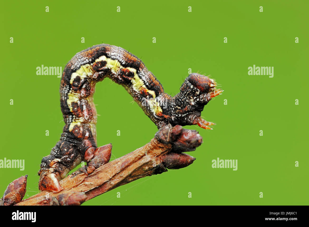 Uméro tacheté caterpillar, Rhénanie du Nord-Westphalie, Allemagne / (Erannis defoliaria) | Grosser Frostspanner, Raupe, Nordrhein-Westfalen, Deutschland Banque D'Images