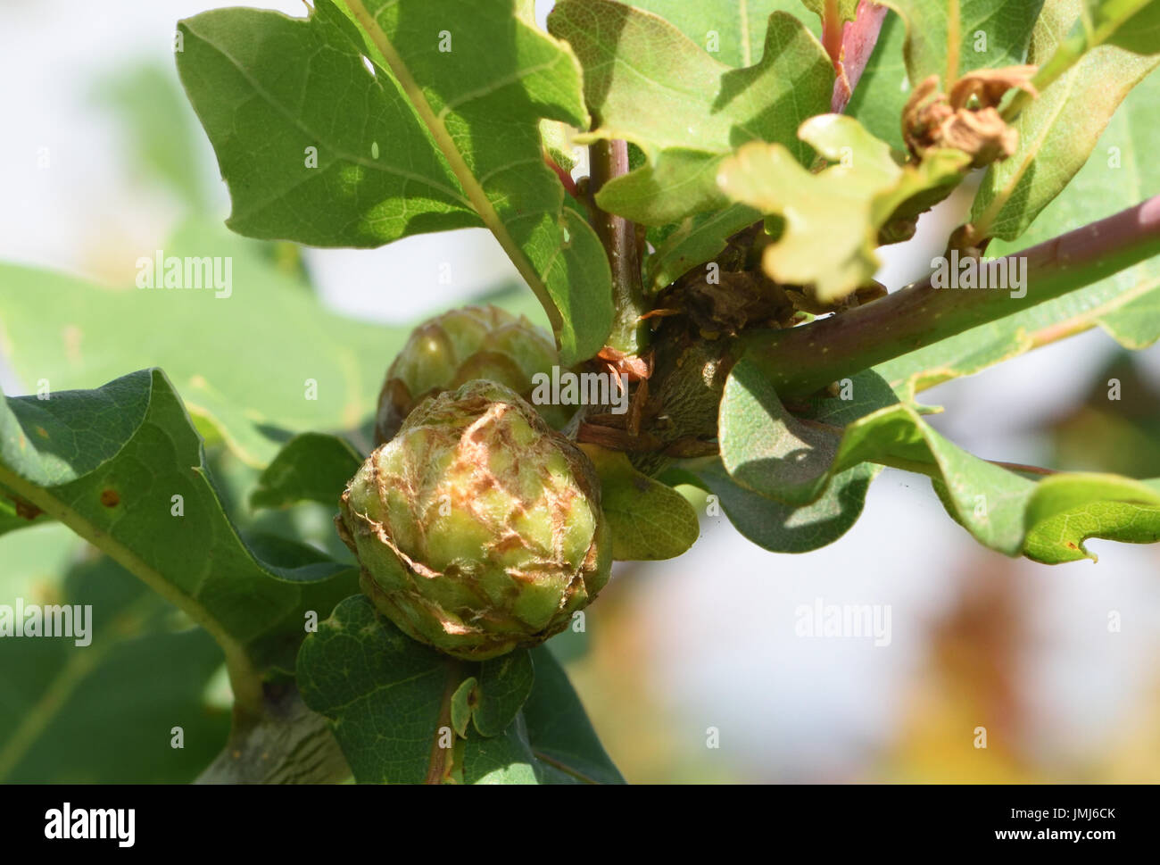 Artichaut chêne gall sur la tige du commun ou pédonculé (Quercus robur). Ces galles sont causés par la lave de l'Artichaut Chêne Gall Wasp Banque D'Images