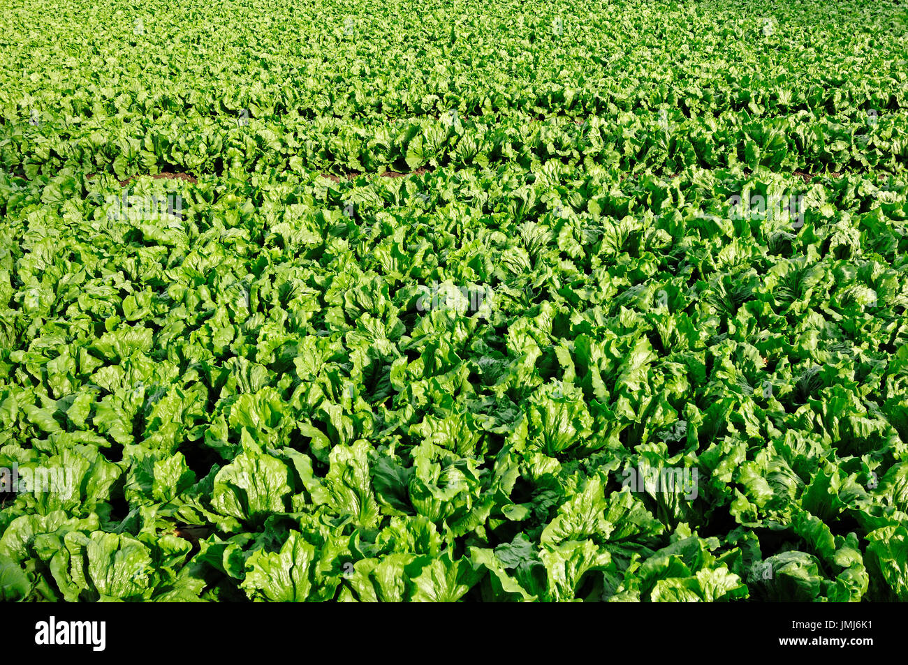 Champ de laitues, Basse-Saxe, Allemagne / (Lactuca sativa var. capitata) | Salat-Feld Eisbergsalat mit, Niedersachsen, Deutschland Banque D'Images