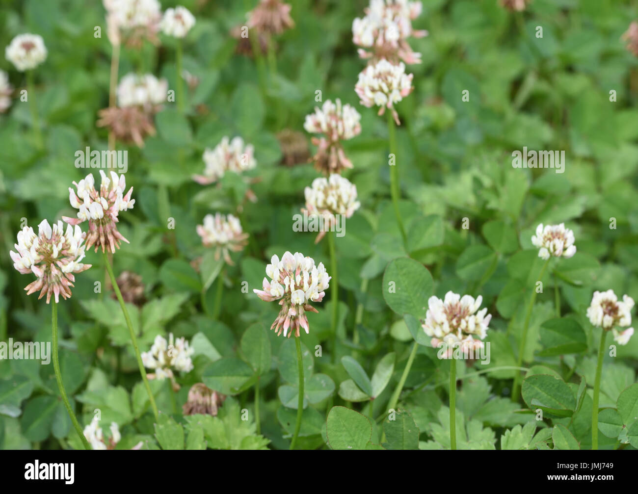 Le trèfle blanc (Trifolium repens) poussant dans un champ de foin. Bedgebury Forêt, Kent, UK Banque D'Images