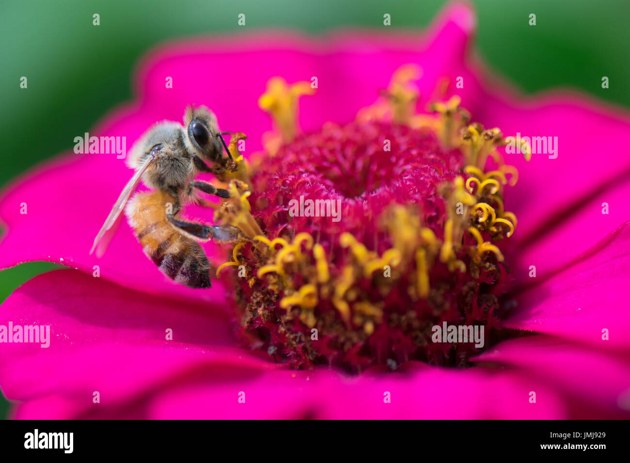 Une abeille pollinisant un zinnia fleur Banque D'Images