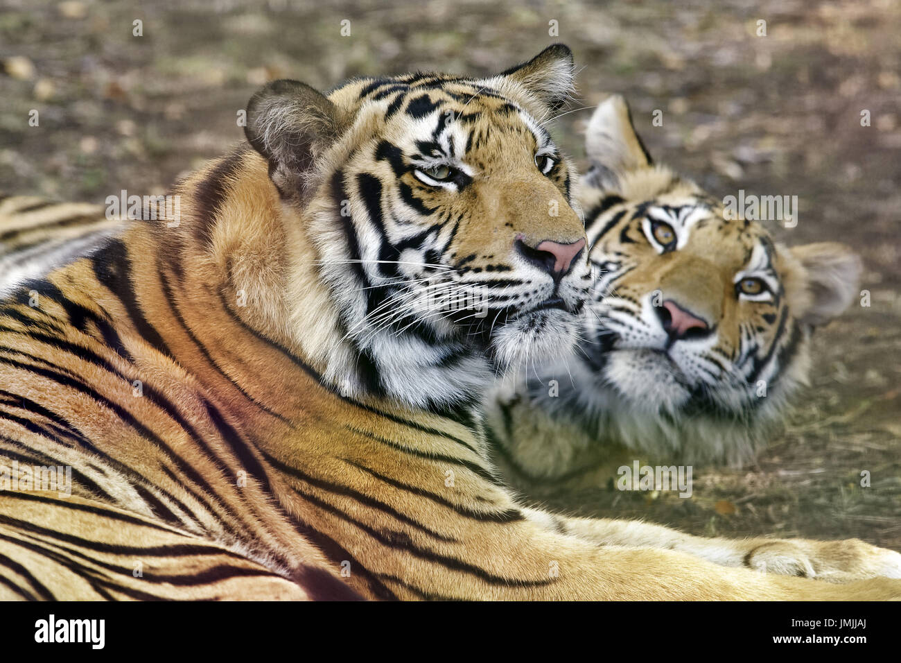 - Tigres du Bengale Panthera tigris tigris Banque D'Images