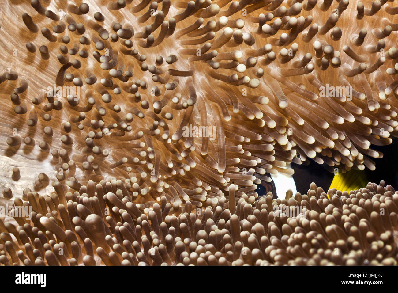 - Poisson clown Amphiprion chrysogaster Mauricien Banque D'Images