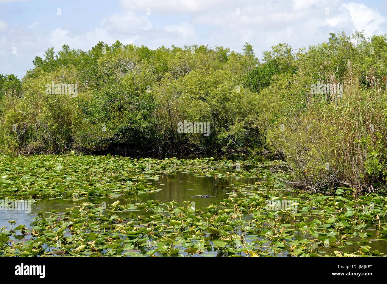 En Alligator le Parc National des Everglades en Floride Banque D'Images