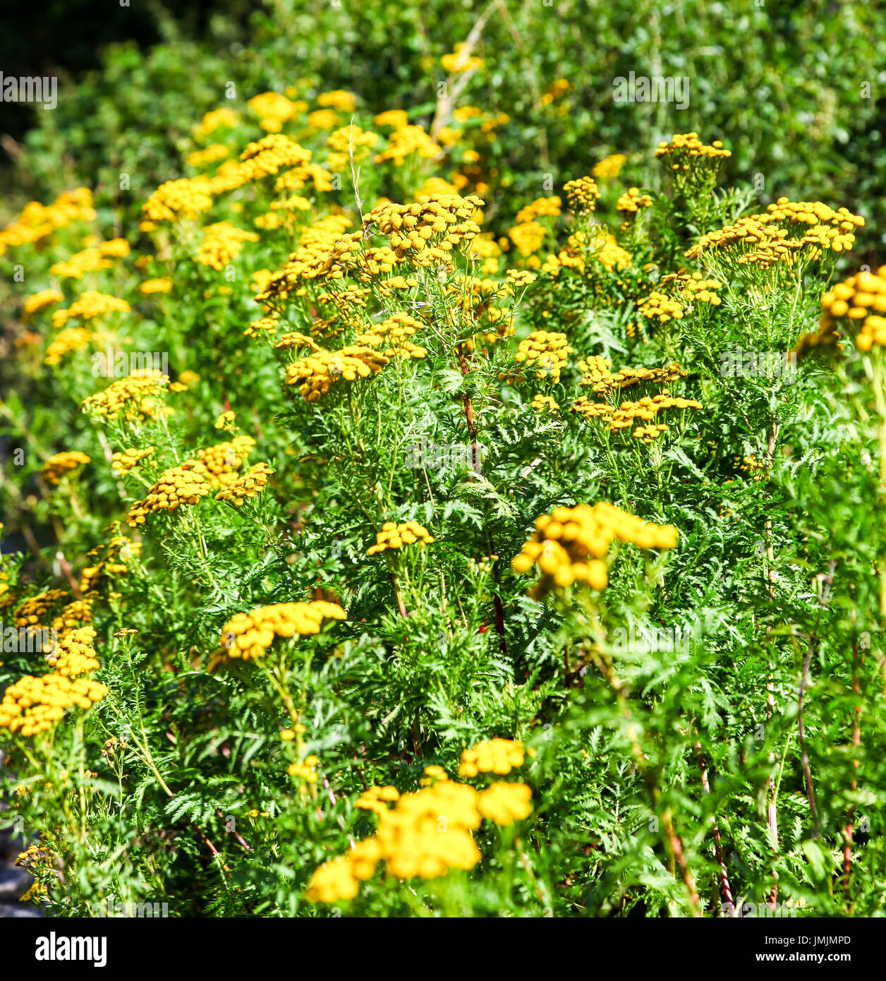 Les fleurs jaunes d'une politique commune de tanaisie (Tanacetum vulgare),  une plante vivace, plante herbacée de la famille des asters Photo Stock -  Alamy