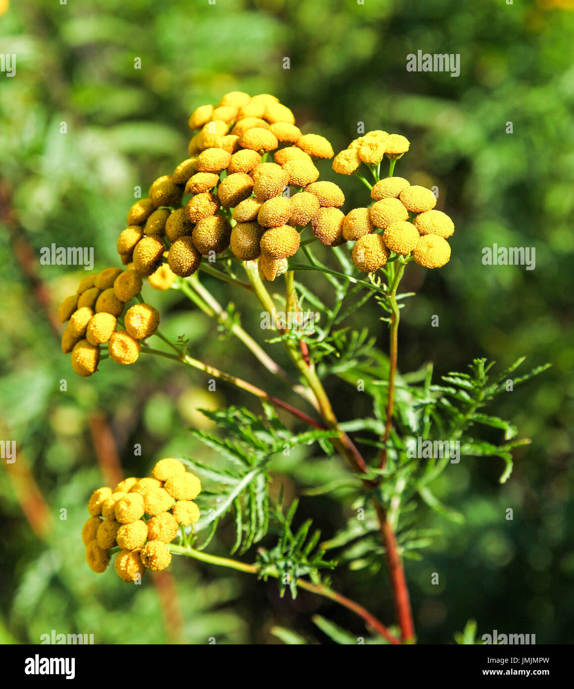 Les fleurs jaunes d'une politique commune de tanaisie (Tanacetum vulgare), une plante vivace, plante herbacée de la famille des asters Banque D'Images