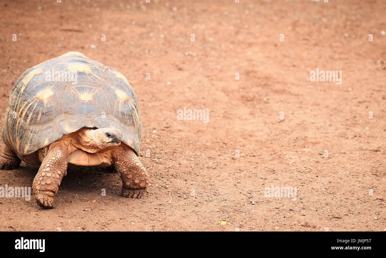 L'angonoka yniphora Astrochelys (tortue) est une espèce de tortue endémique à Madagascar. Banque D'Images