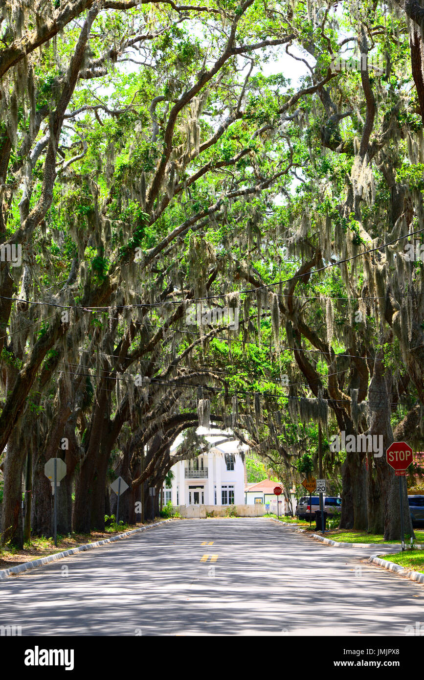 Magnolia Avenue Live Oak Canopy Anastasia Park dans la ville historique de Saint Augustine en Floride la plus ancienne ville d'Amérique latine Banque D'Images