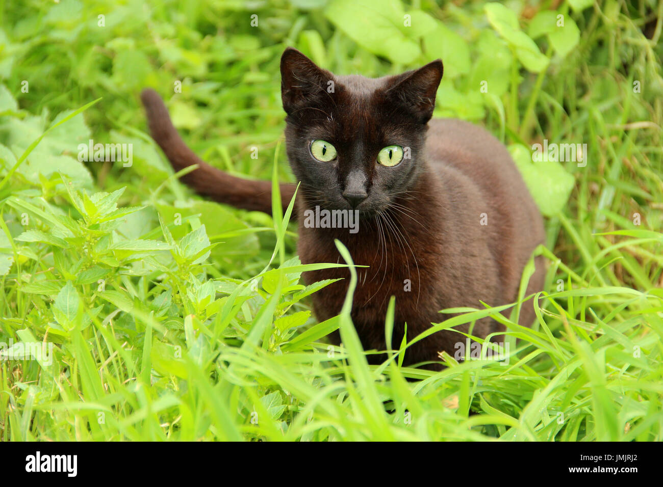 Chat domestique, noir, debout sur un pré vert Banque D'Images
