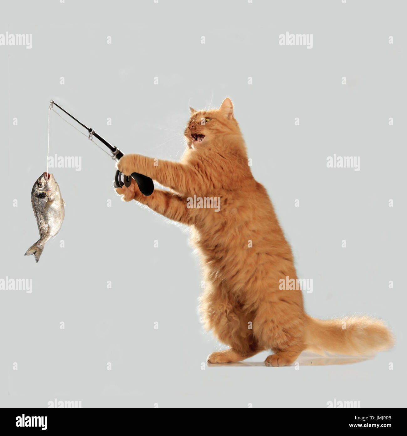 Chat domestique, gingembre, la pêche d'un poisson avec un fishingrod Banque D'Images