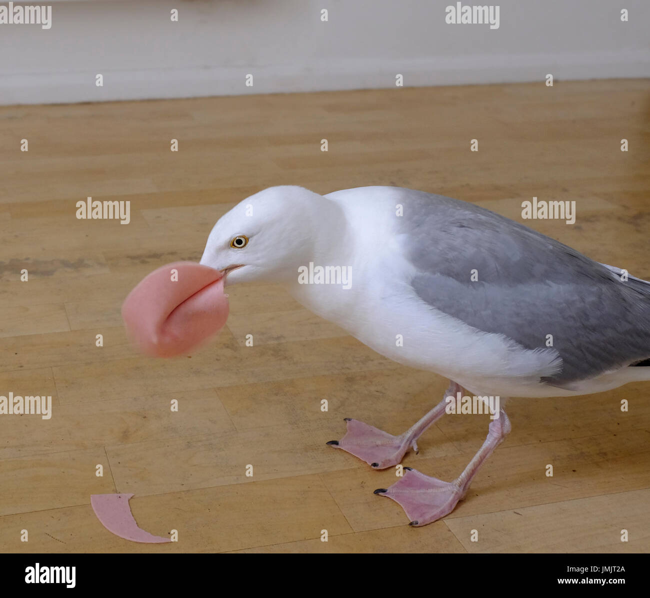 Seagull (Larus argentatus) qui a appris à marcher dans la maison où il se traite. L'on voit ici de manger une tranche de pain de viande de porc Banque D'Images