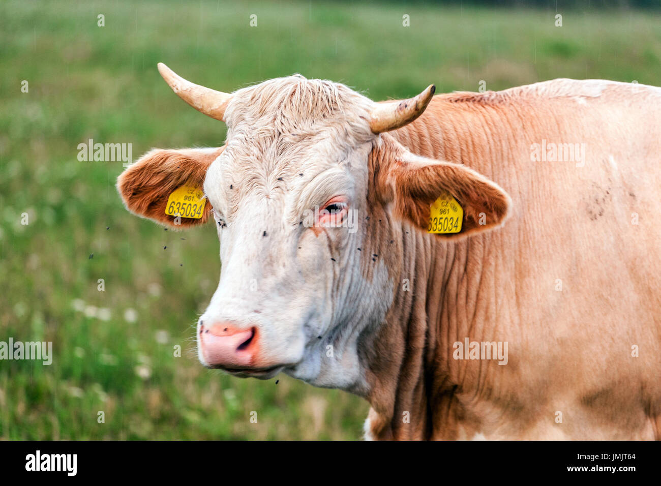 Vache paître sur les pâturages, République Tchèque Banque D'Images