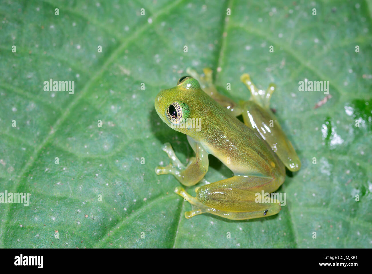 Verre émeraude, Espadarana prosoblepon "grenouille"-Costa Rica Banque D'Images