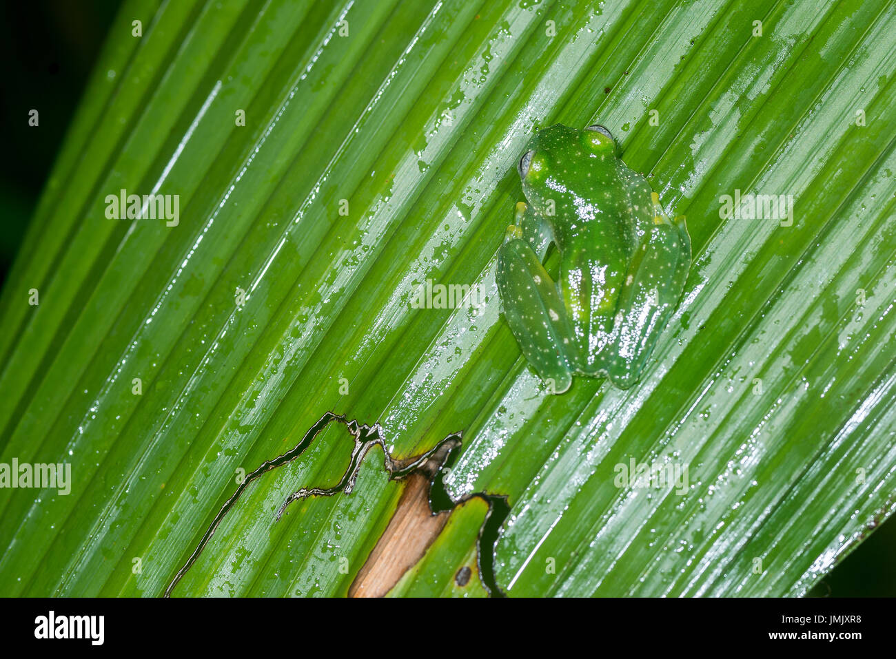 Grenouille de verre émeraude, Espadarana prosoblepon « » Greentique Refuge-Manuel-faune Antonio, Costa Rica Banque D'Images