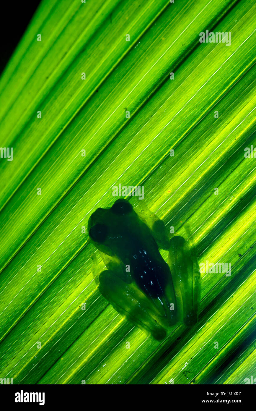 Grenouille de verre émeraude, Espadarana prosoblepon « » Greentique Refuge-Manuel-faune Antonio, Costa Rica Banque D'Images