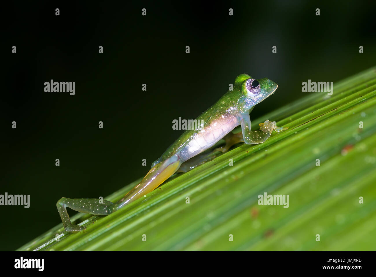 Grenouille de verre émeraude, Espadarana prosoblepon « » Greentique Refuge-Manuel-faune Antonio, Costa Rica Banque D'Images