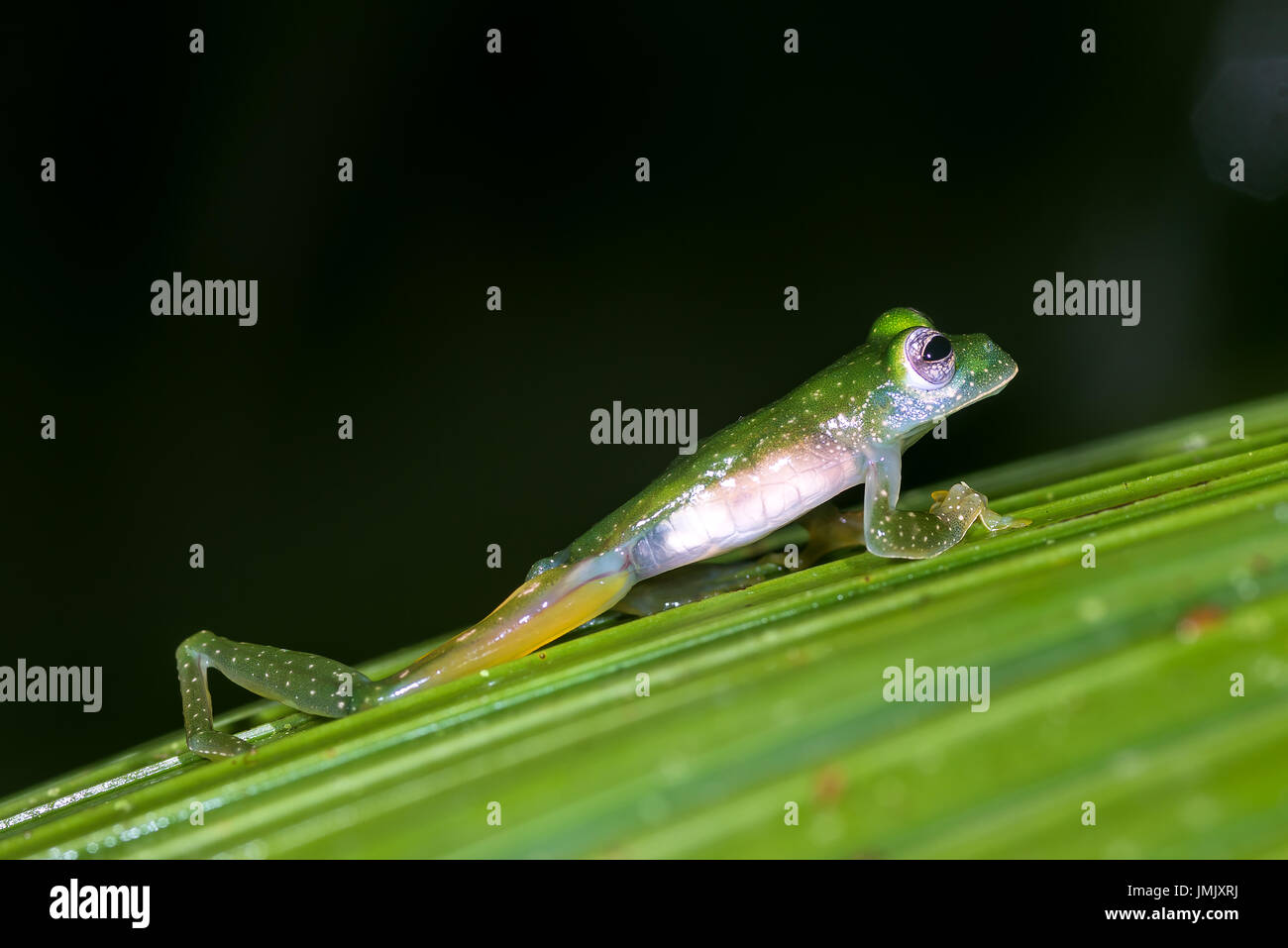 Grenouille de verre émeraude, Espadarana prosoblepon « » Greentique Refuge-Manuel-faune Antonio, Costa Rica Banque D'Images