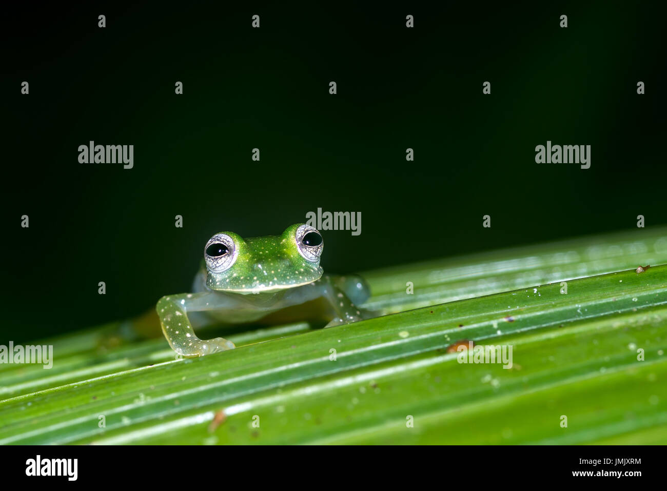 Grenouille de verre émeraude, Espadarana prosoblepon « » Greentique Refuge-Manuel-faune Antonio, Costa Rica Banque D'Images