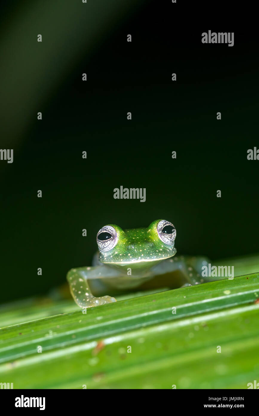 Grenouille de verre émeraude, Espadarana prosoblepon « » Greentique Refuge-Manuel-faune Antonio, Costa Rica Banque D'Images