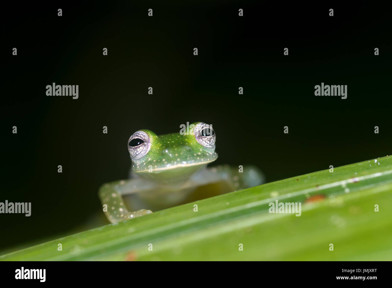 Grenouille de verre émeraude, Espadarana prosoblepon « » Greentique Refuge-Manuel-faune Antonio, Costa Rica Banque D'Images