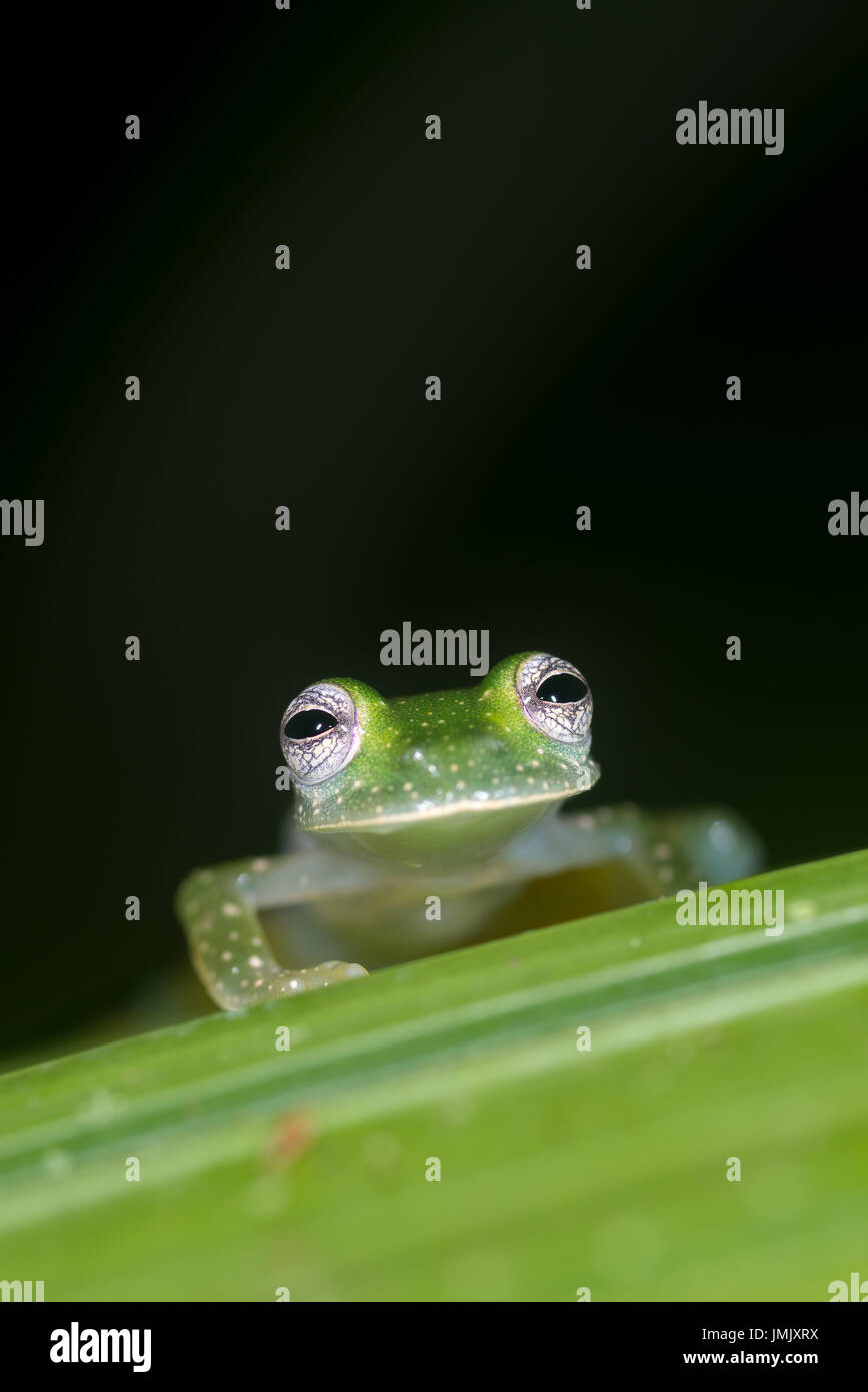 Grenouille de verre émeraude, Espadarana prosoblepon « » Greentique Refuge-Manuel-faune Antonio, Costa Rica Banque D'Images
