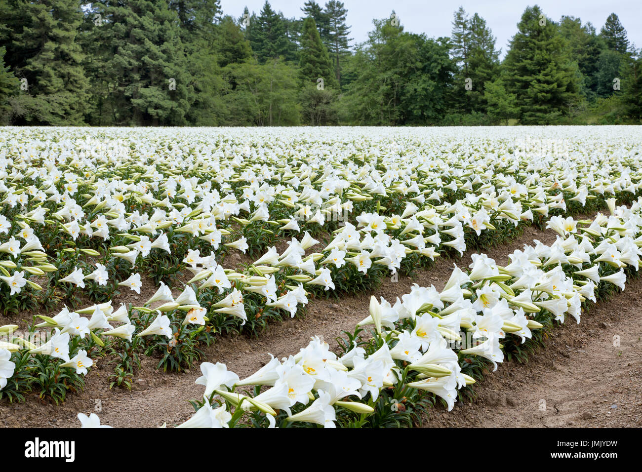 Lis de Pâques 'Lilium longiflorum' , rangées de lis de Pâques fleurs poussant dans la fraîcheur de la côte nord de la Californie. Banque D'Images