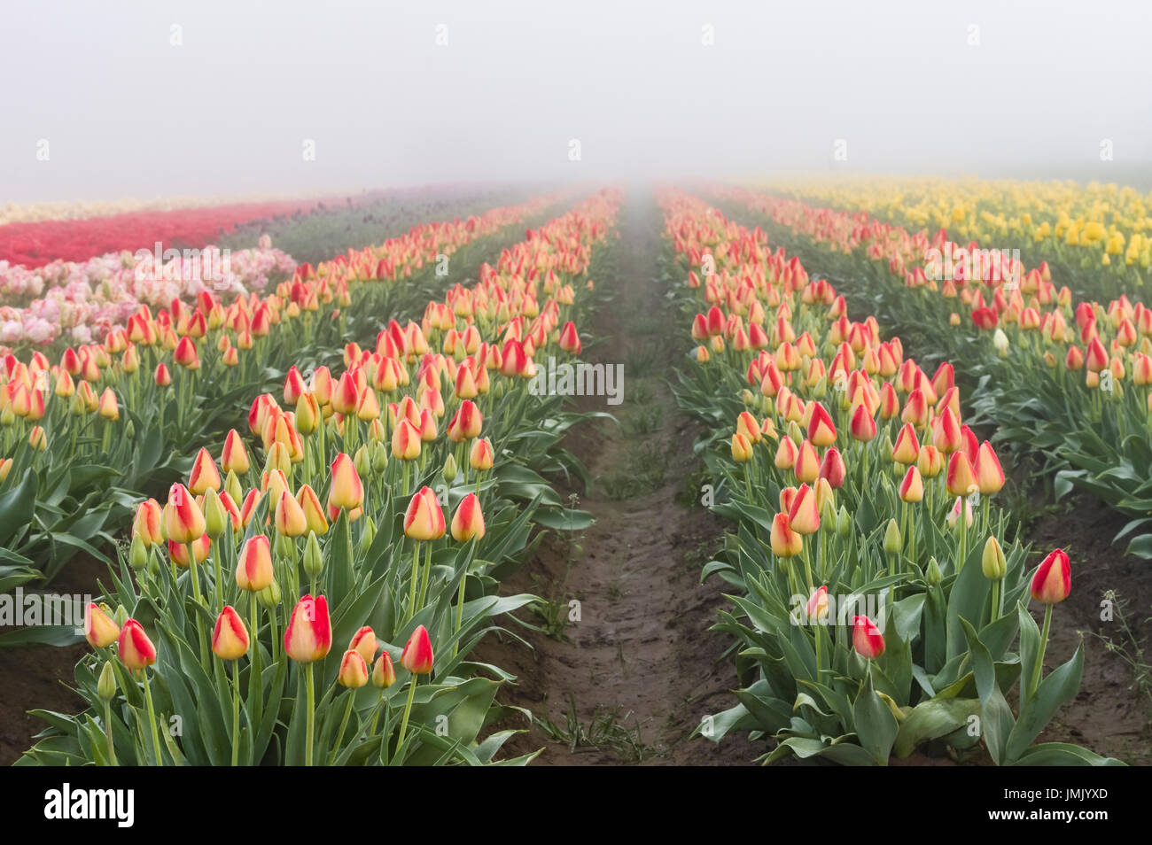 Champs de tulipes en fleurs dans le brouillard avec tulipes jaune et rouge Banque D'Images