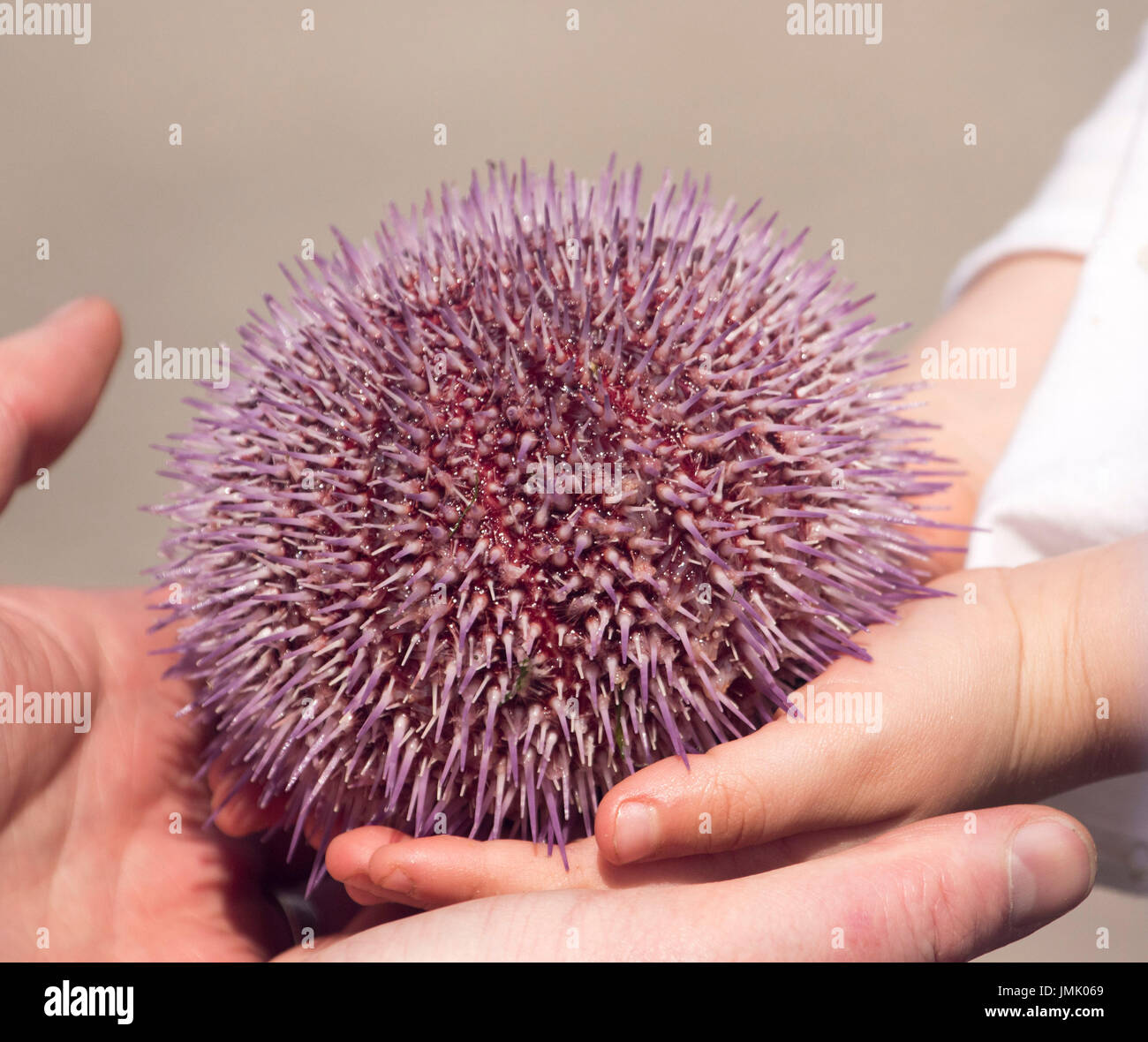 Vivre en union de l'oursin violet, Echinus esculentus, être tenu dans sa main en Ecosse Banque D'Images