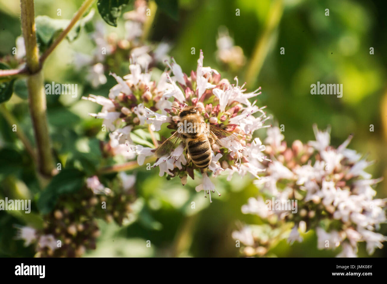 Près d'une abeille de l'extraction sous forme de nectar sur les fleurs d'une plante de l'origan dans un jardin biologique Banque D'Images