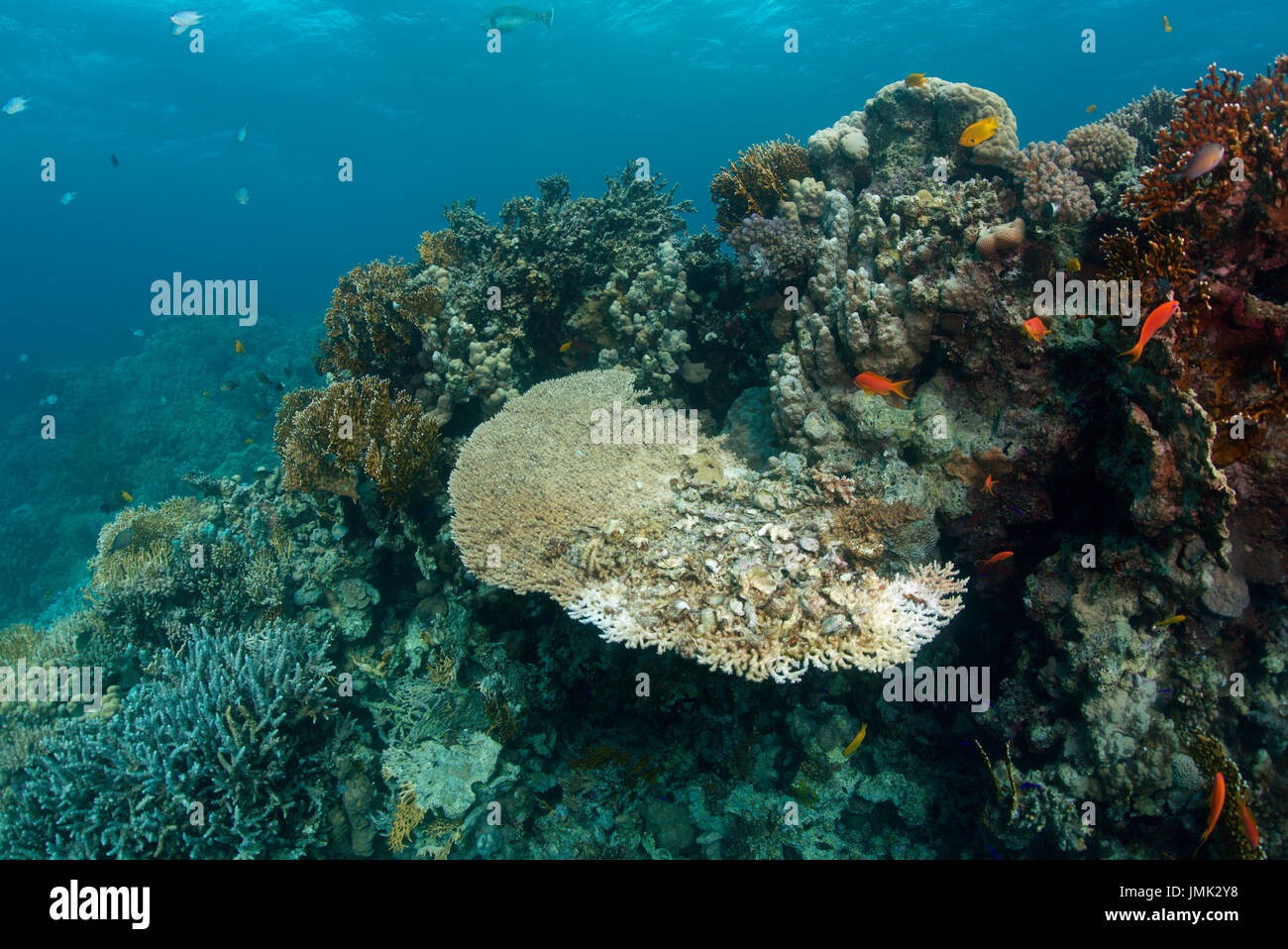 Beaux récifs coralliens de la Mer Rouge. L'image montre le tableau coraux qui sert d'assiette pour une pieuvre. Les restes du déjeuner de l'animal sont vus sur elle. Banque D'Images